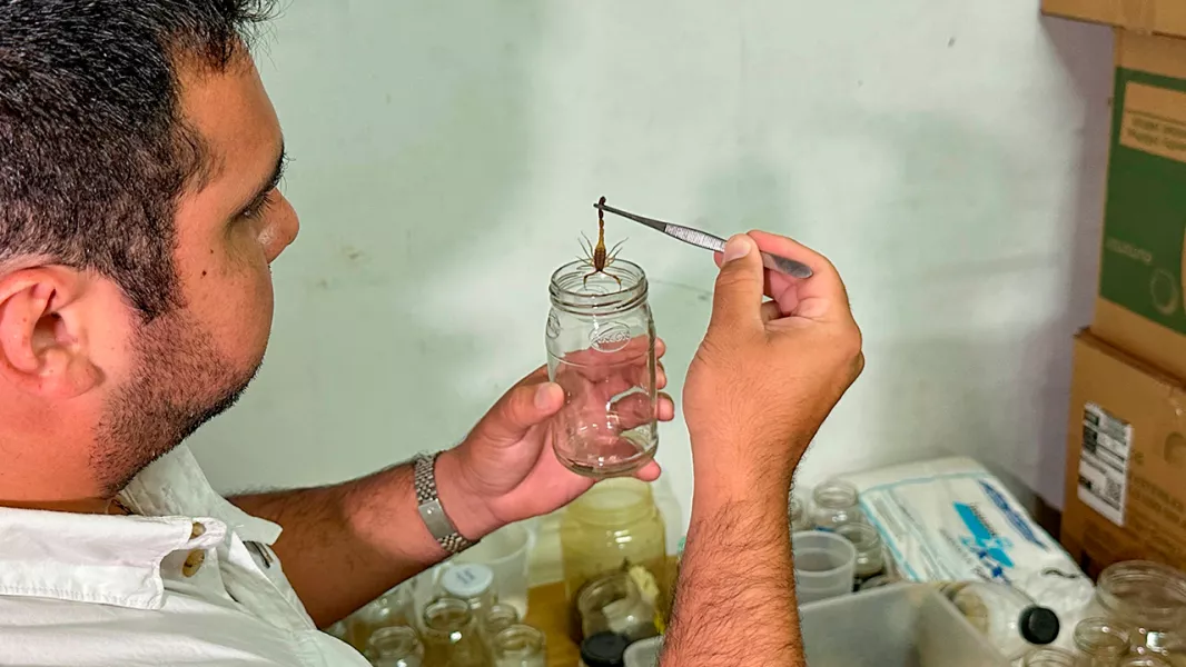 98758-continua-la-recepcion-de-alacranes-vivos-para-producir-suero-antiescorpionico