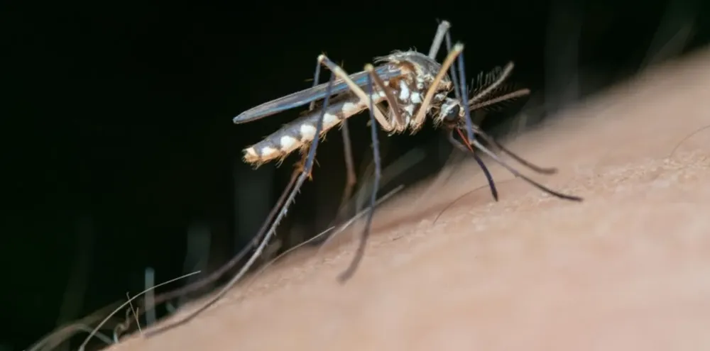 mosquitos-dengue