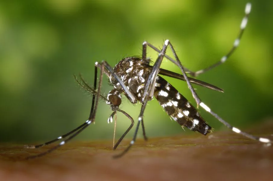 82715-se-notificaron-33-nuevos-casos-de-dengue-en-salta