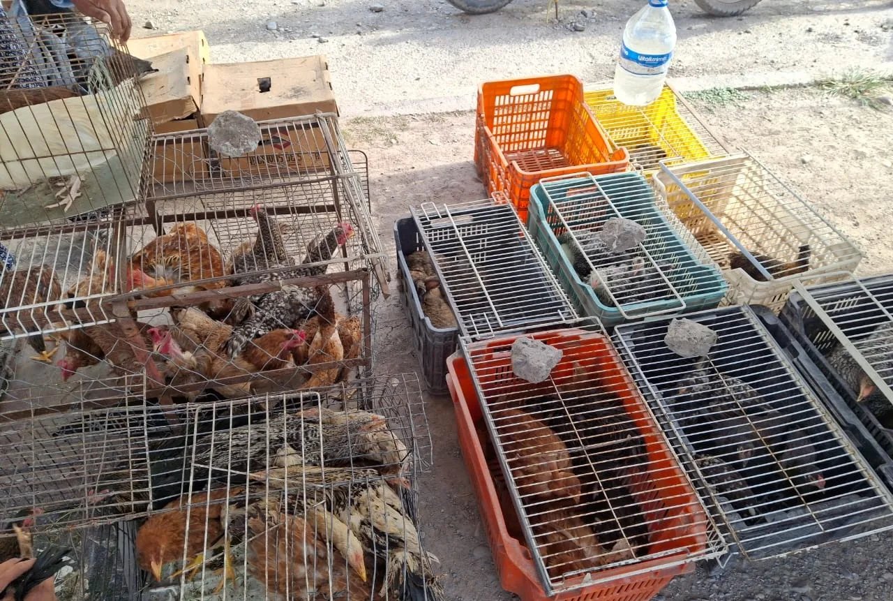 secuestro-de-gallinas-3-jpeg