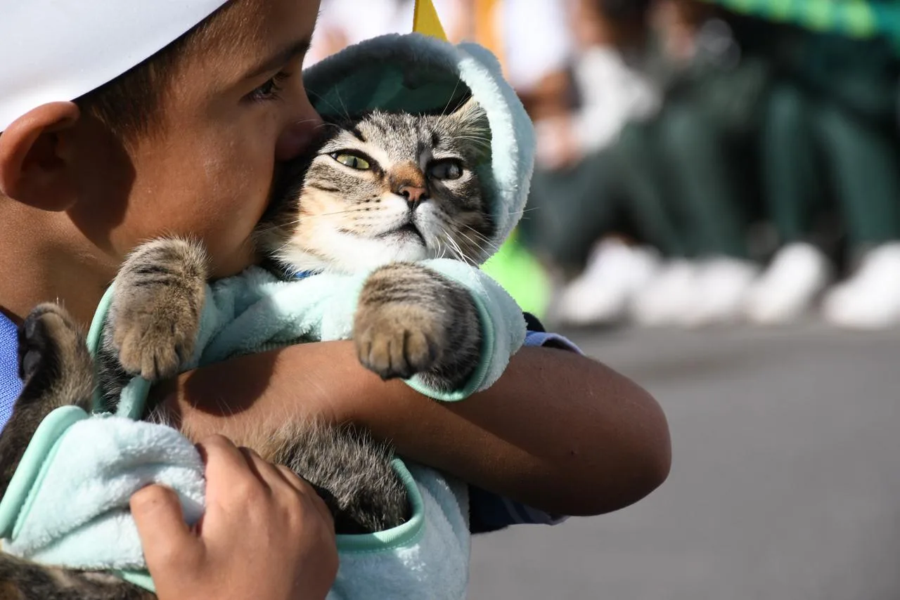 desfile-animales-6