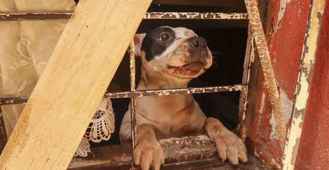 perros-rescatados-cdmx