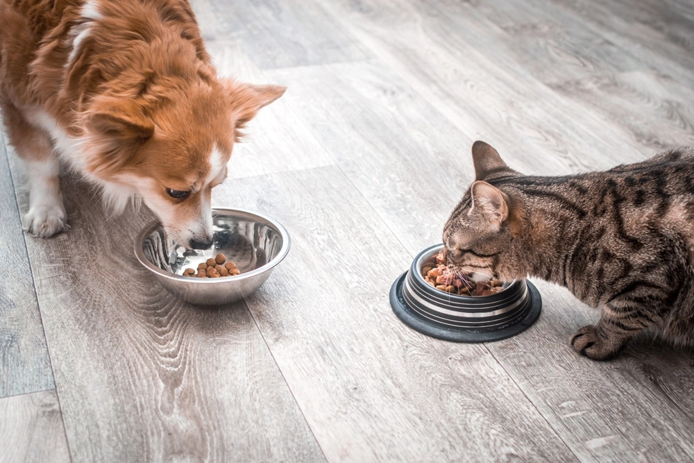 perro-gato-alimento-1