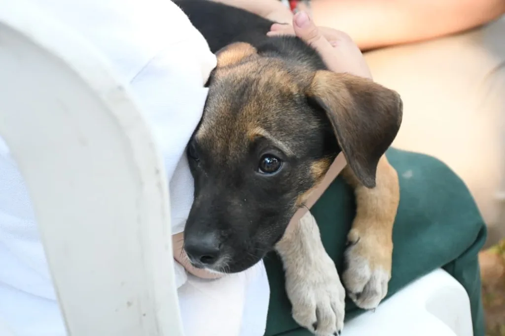 centro-de-adopciones-21-1024x683