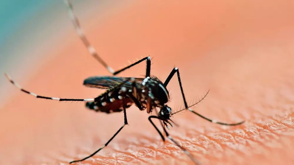 47891-vacunas-contra-el-dengue-cuales-son-y-que-hay-en-argentina