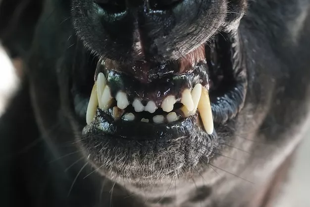 Perro