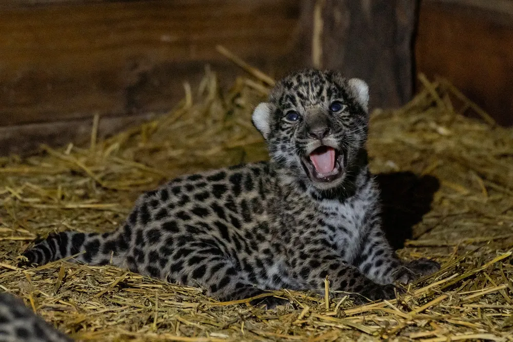 Yaguarete-Cachorros-Tania-y-Qaramta-Matias-Rebak-Rewilding-Argentina-Cachorros-Tania-154
