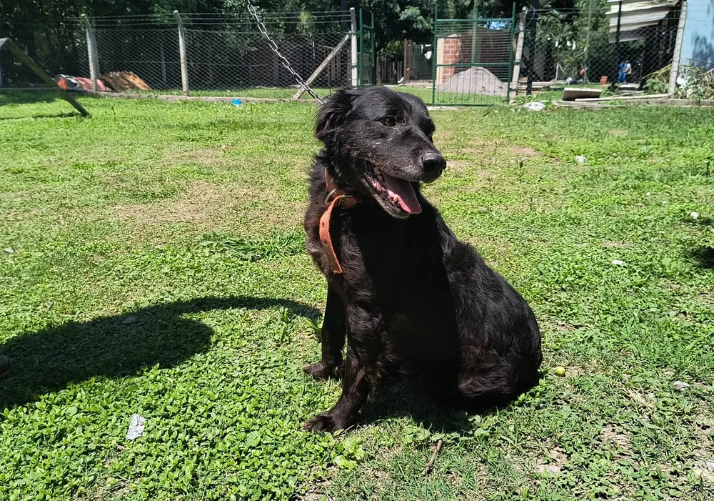 perros-centro-de-adopcion-4