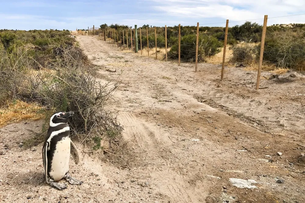 Pinguinos-Punta-Tombo-Masacre-3