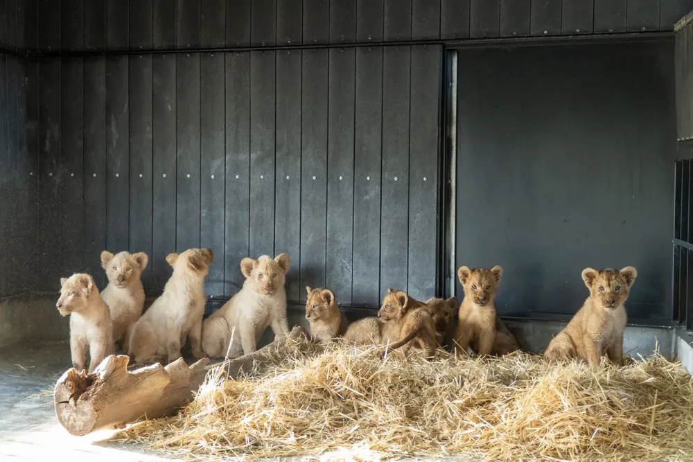 Rescatan-a-doce-leones-de-un-circo-de-Francia
