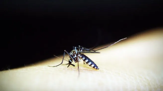mosquito