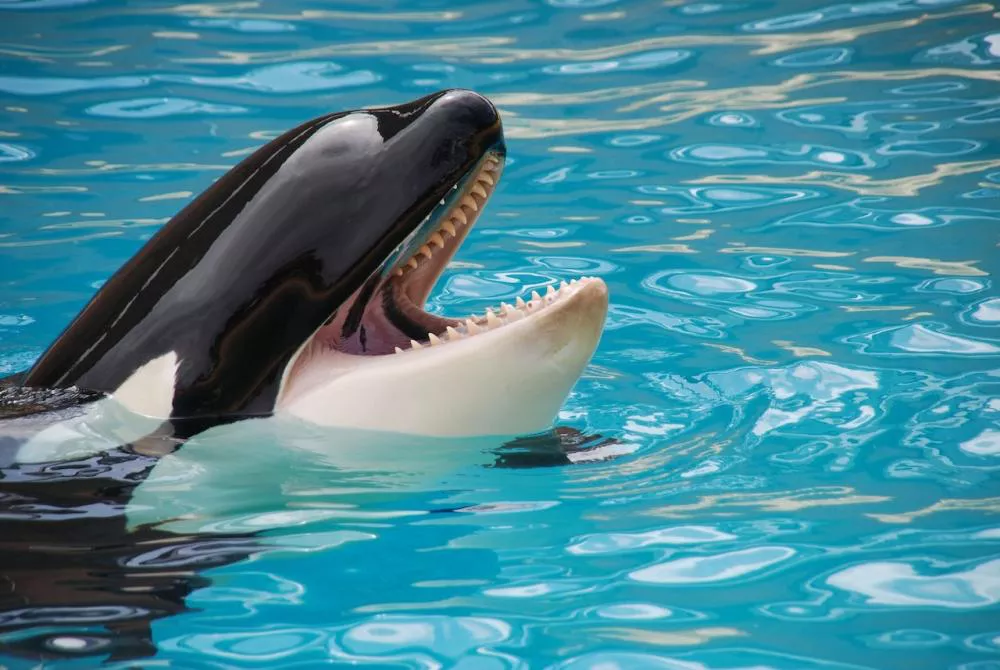 17_buscan_prohibir_los_espectaculos_con_animales_marinos_en_cautiverio