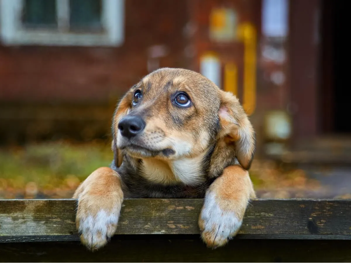 perro-abandonado-triste