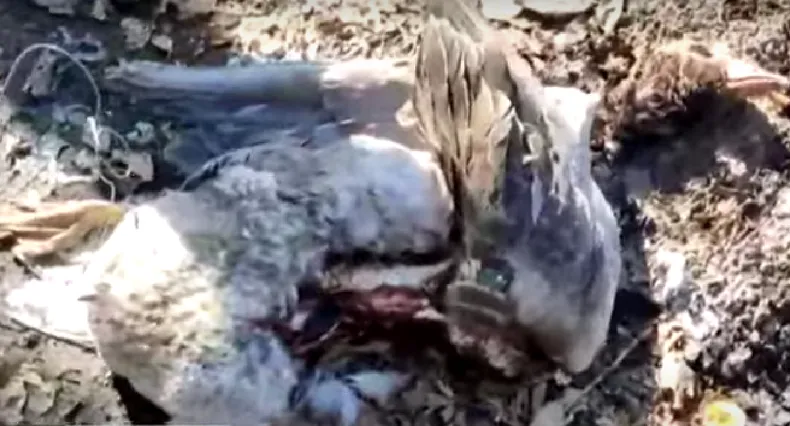 1753200391474-terror-moreno-un-puma-suelto-mato-gansos-y-chanchos