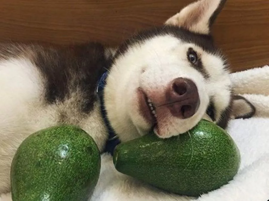 PALTA
