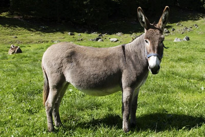 Burro-Asno