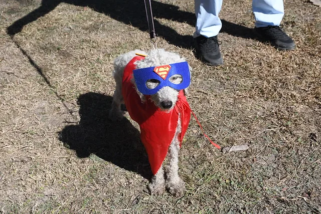 centro-de-adopciones-15