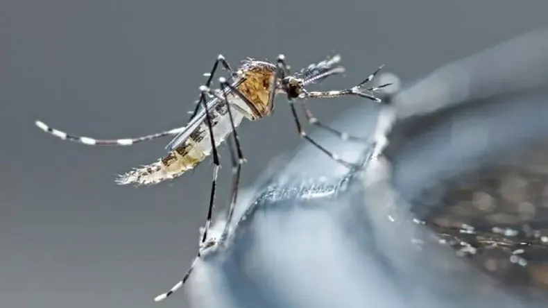 dengue