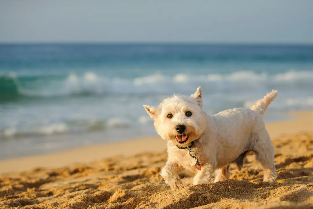 Perro_playa