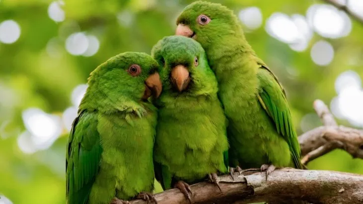 loros