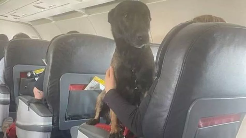 perros-rescatistas-regresan-de-turquia-1515347