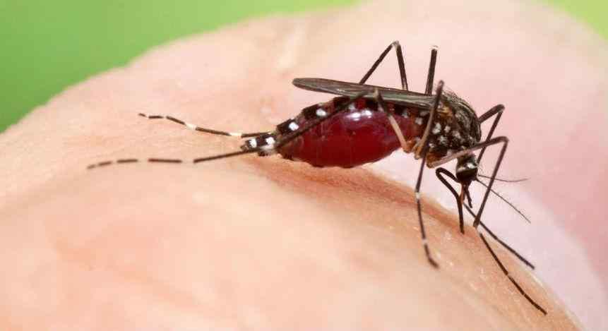 Aedes-koreicus_B_1551560099_1557509065