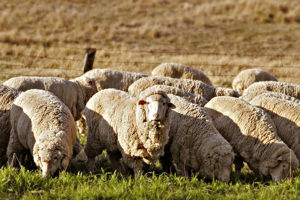 Sheep_eating_grass_edit02