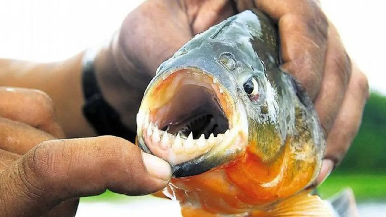 palometa-santa-fe-1274431