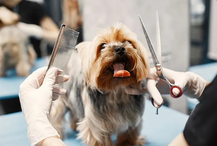 peluqueriacanina
