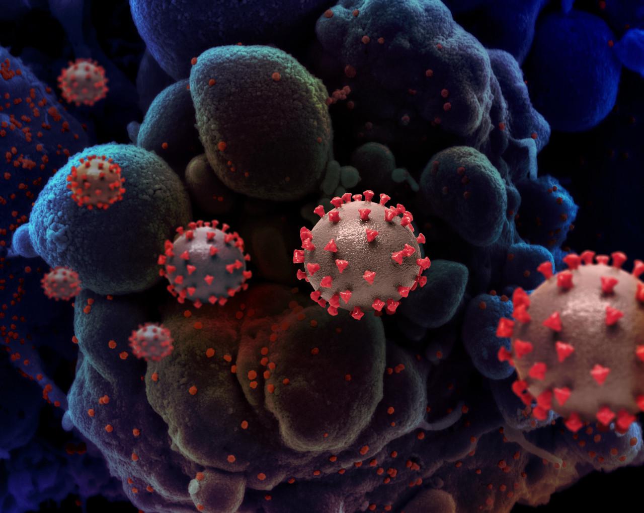 cepa-coronavirus