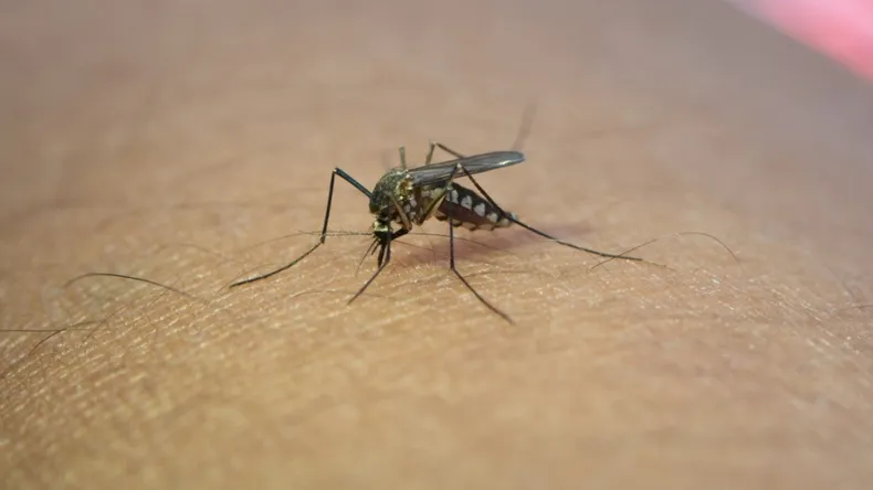 dengue-nueva-3jpg