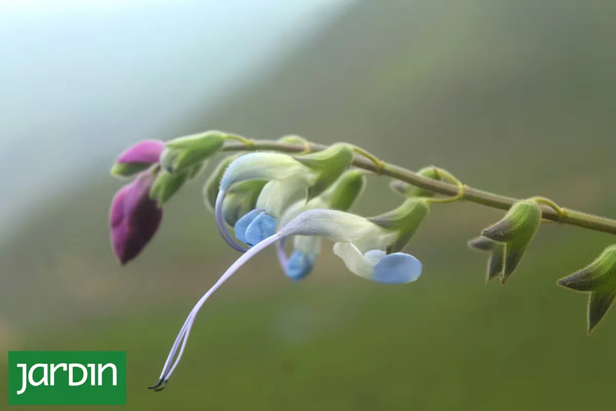 primer-plano-de-la-flor-de-la-salvia-messii-con-557S636LORHAFG2Z63V4H7UOZY