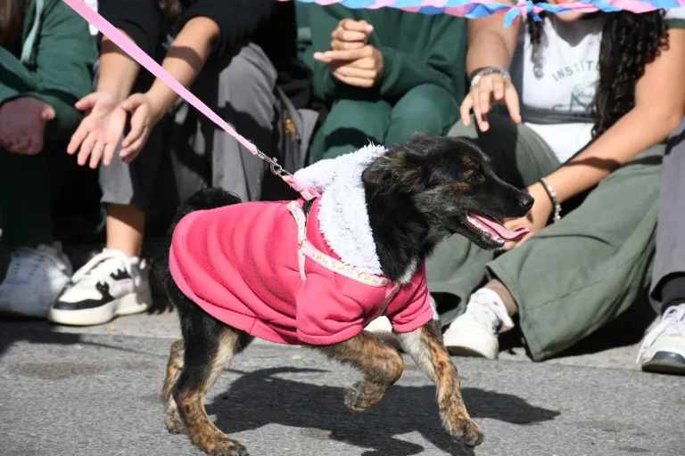 perros-desfile-bienestar-animal-1-768x512