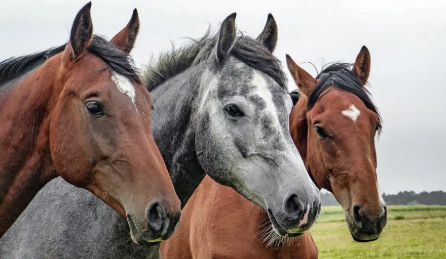 20231129160058_caballo