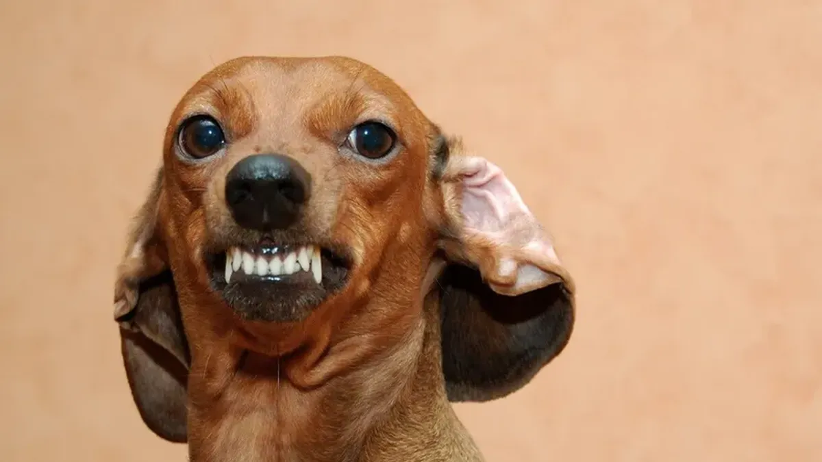 perrossalchichasrazaanimalespng