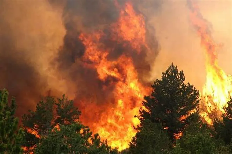 incendio-alerces-OIP-1