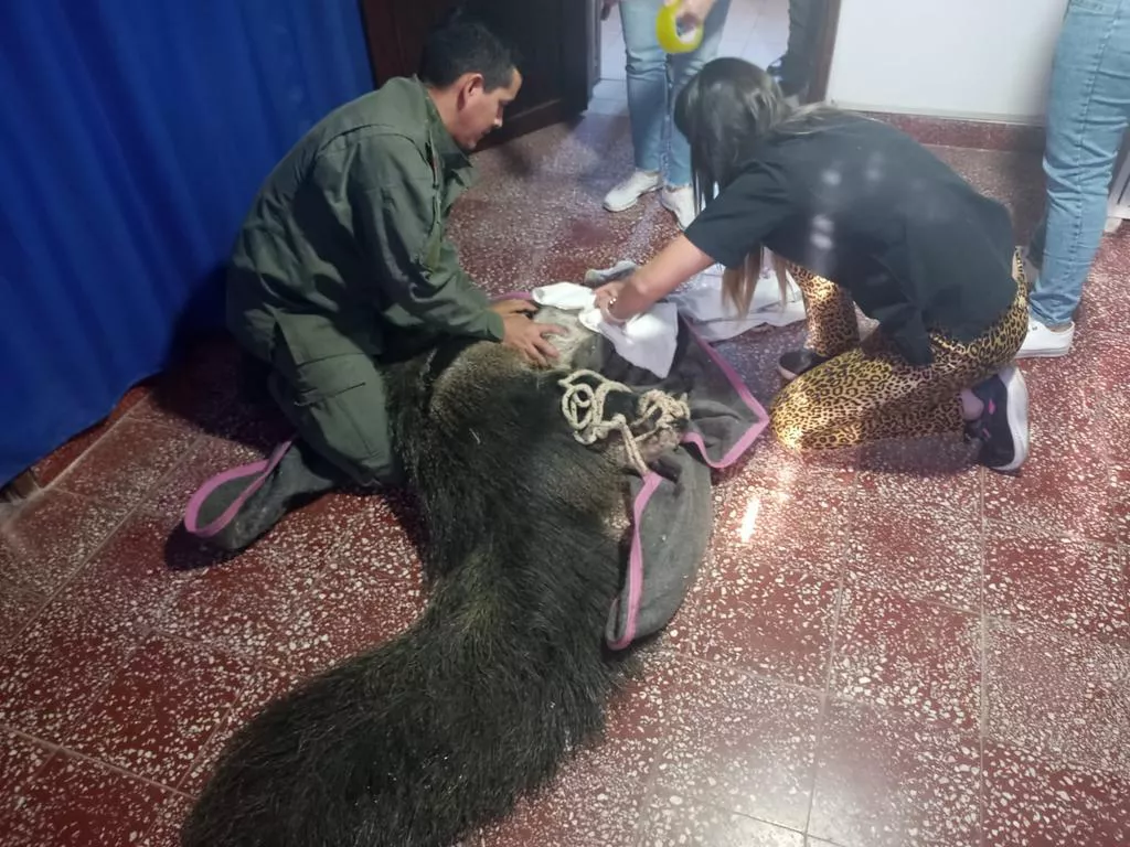 Oso hormiguero Salta 2