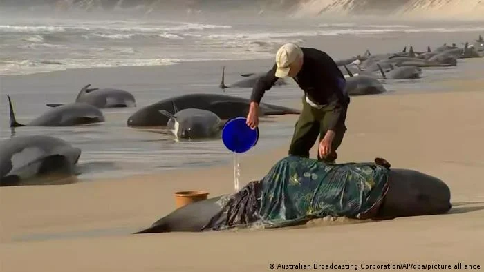 ballenas