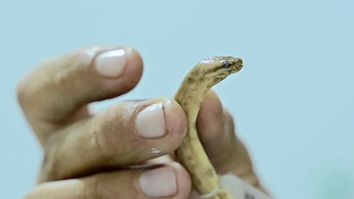 ecuador-animal-snake-dwarf-boa_40059154jpg