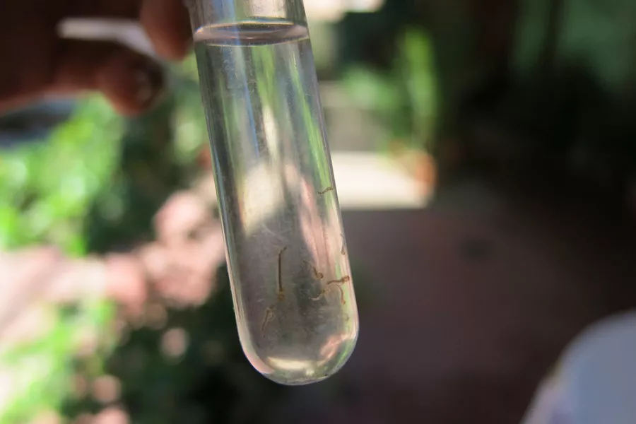 67872-continua-la-deteccion-de-reservorios-de-aedes-aegypti-en-barrios-de-la-capital