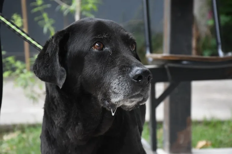 perrita-rescatada-2-768x512