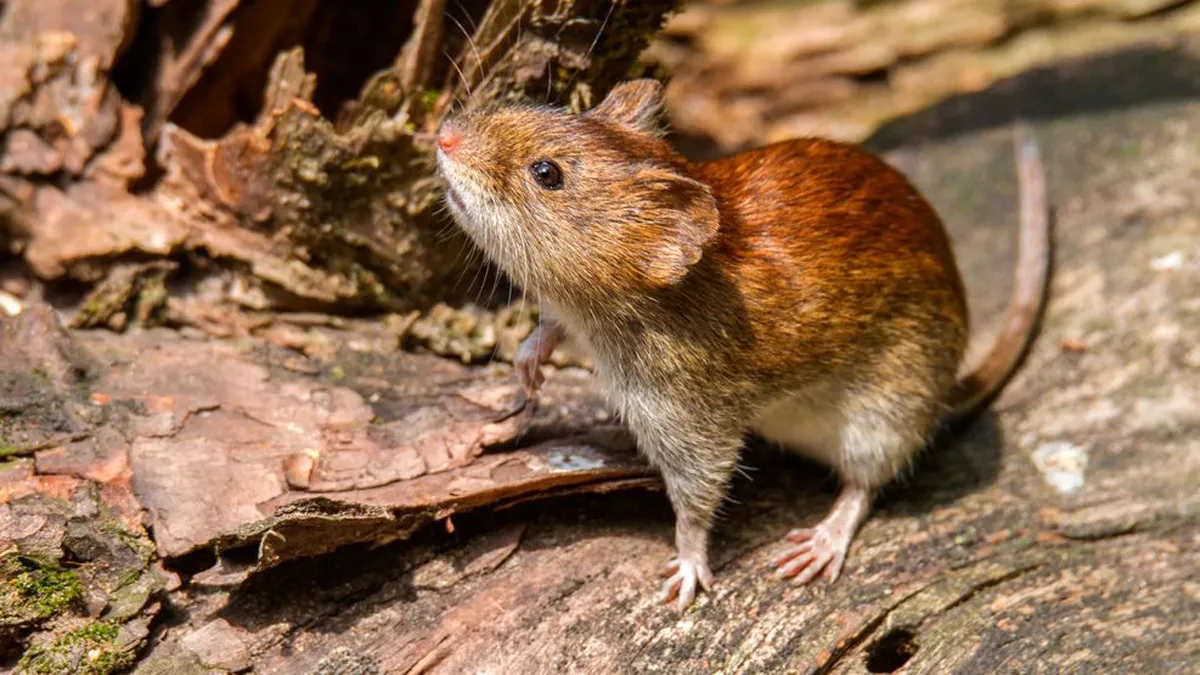 hantavirus