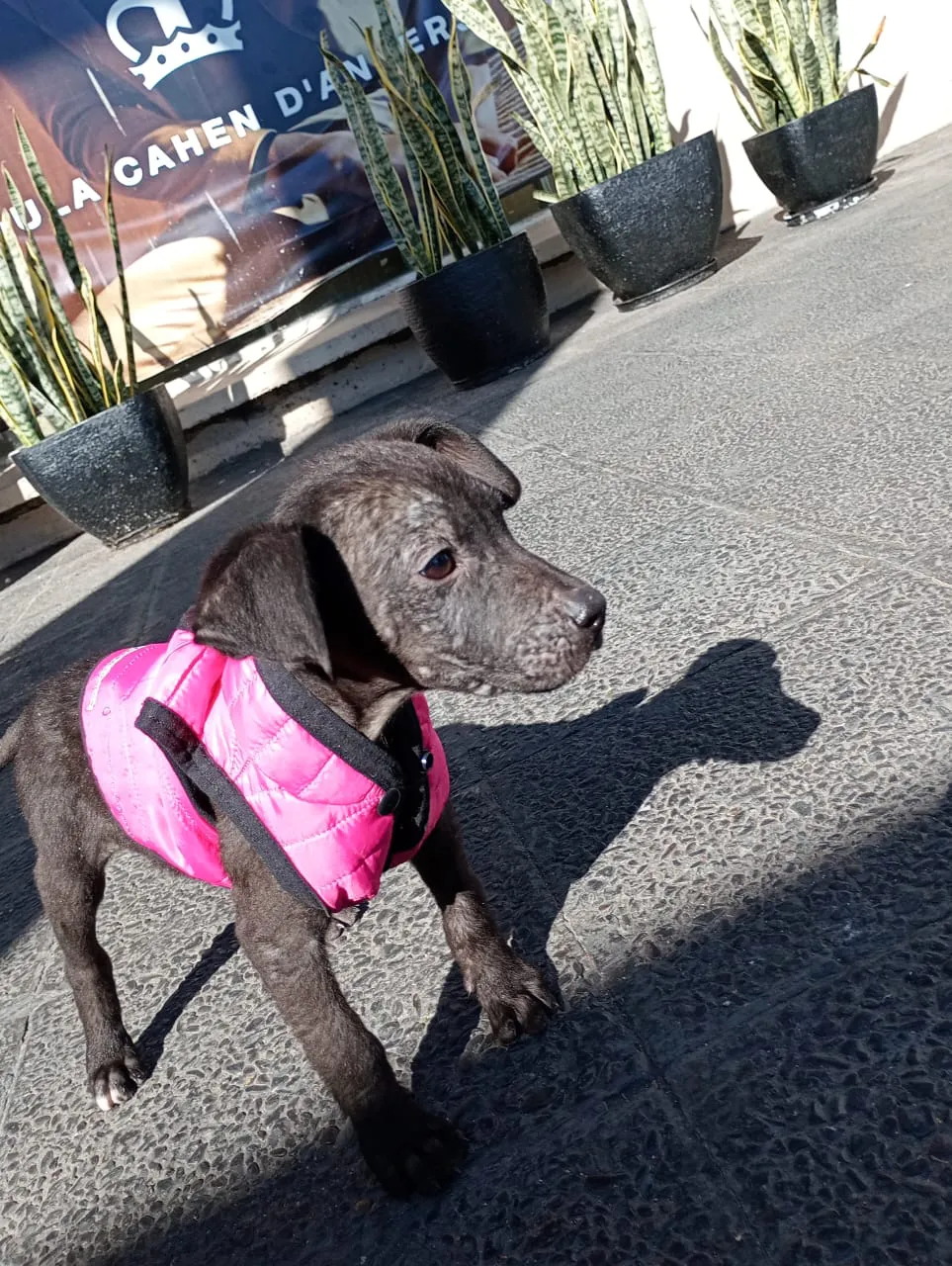 WhatsApp Image 2024-07-17 at 11.35.16