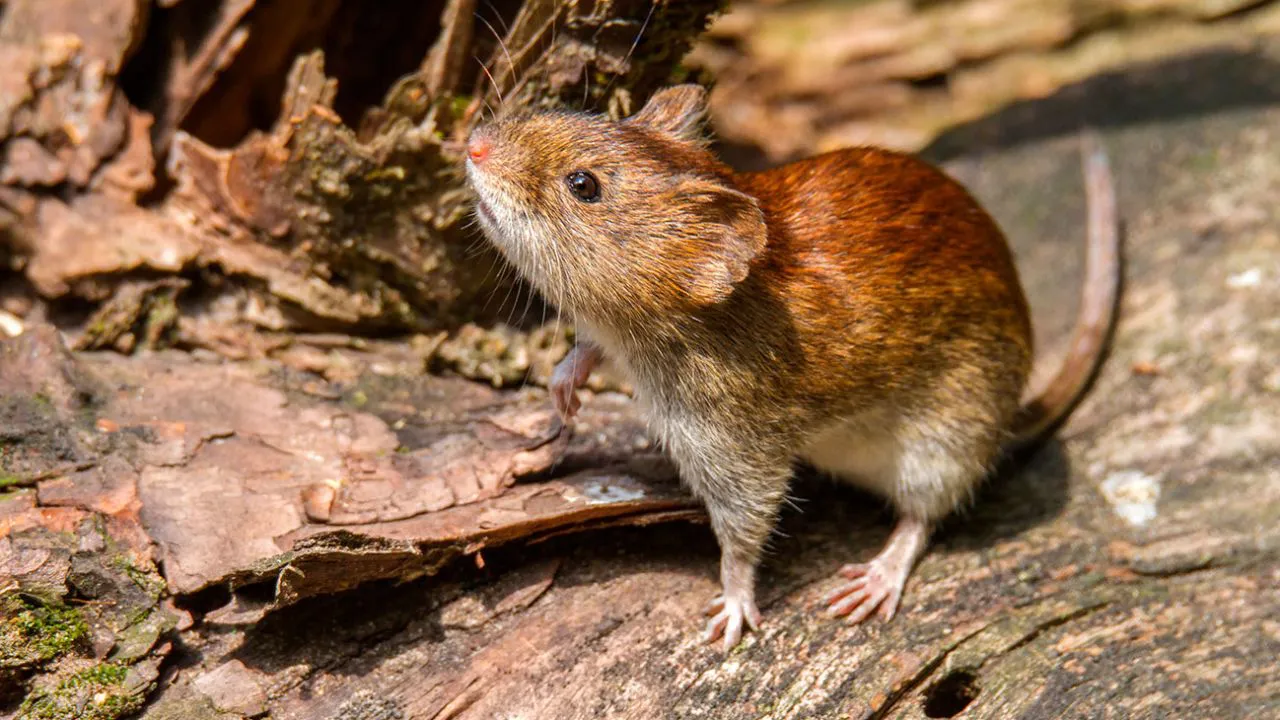 hantavirus-01022019-531616