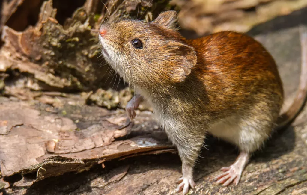 hantavirus-1-1024x651