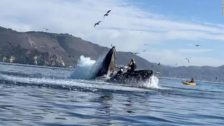 dos-mujeres-casi-son-devoradas-por-una-ballena-en-california-20201104-1071651