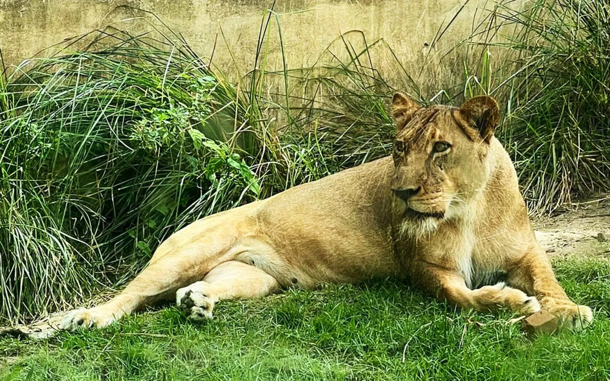 leona-brasil-Parque-Arruda-Camara
