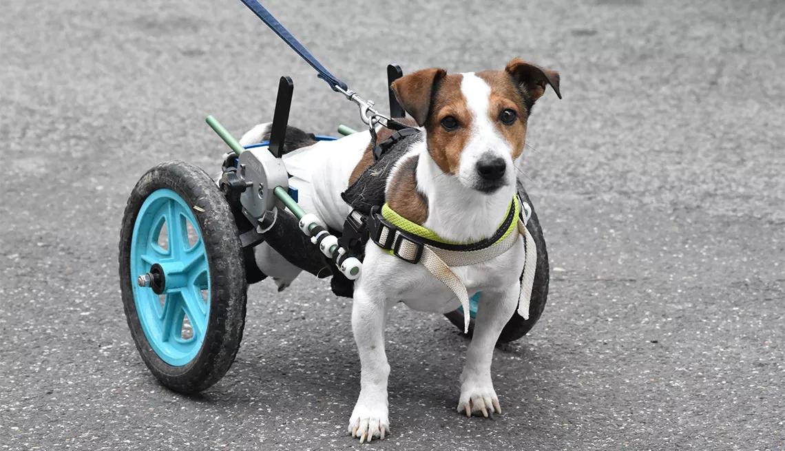 1140-dog-with-support-wheels-esp