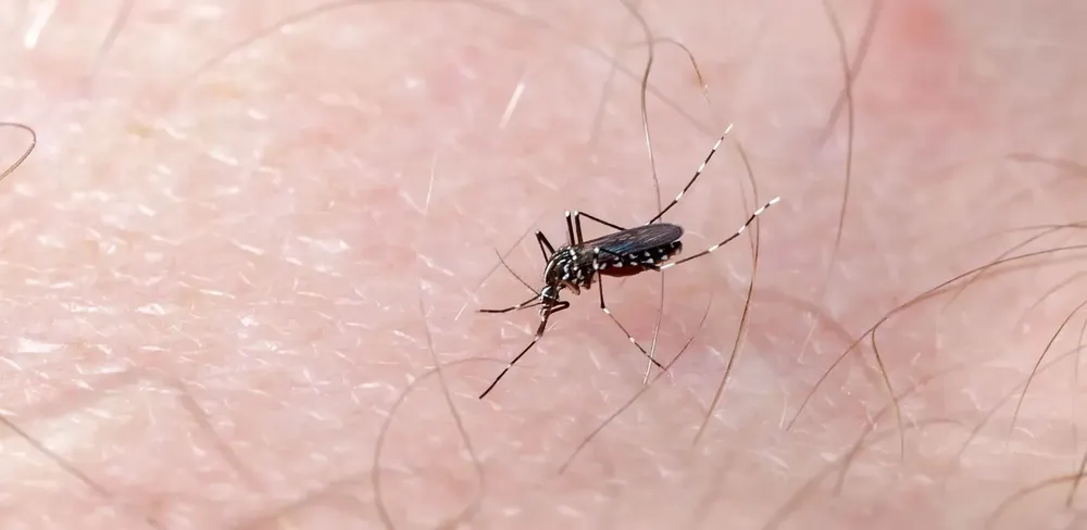 Mosquito-dengue
