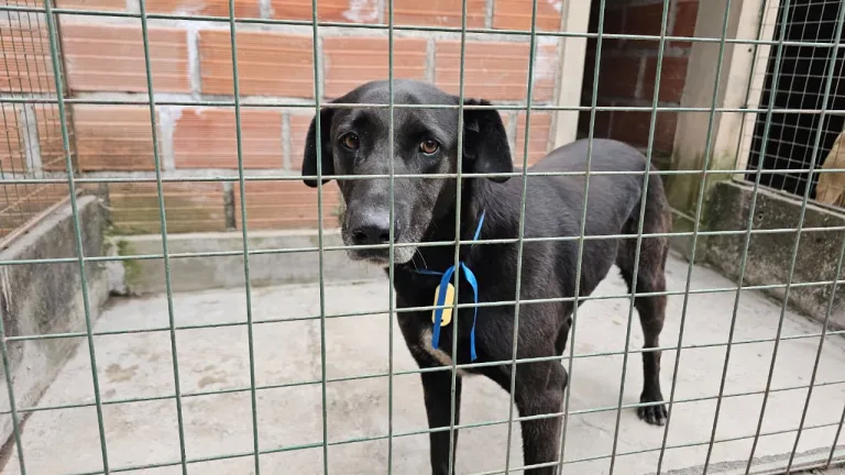 perros-extraviados-milagro-3-768x432